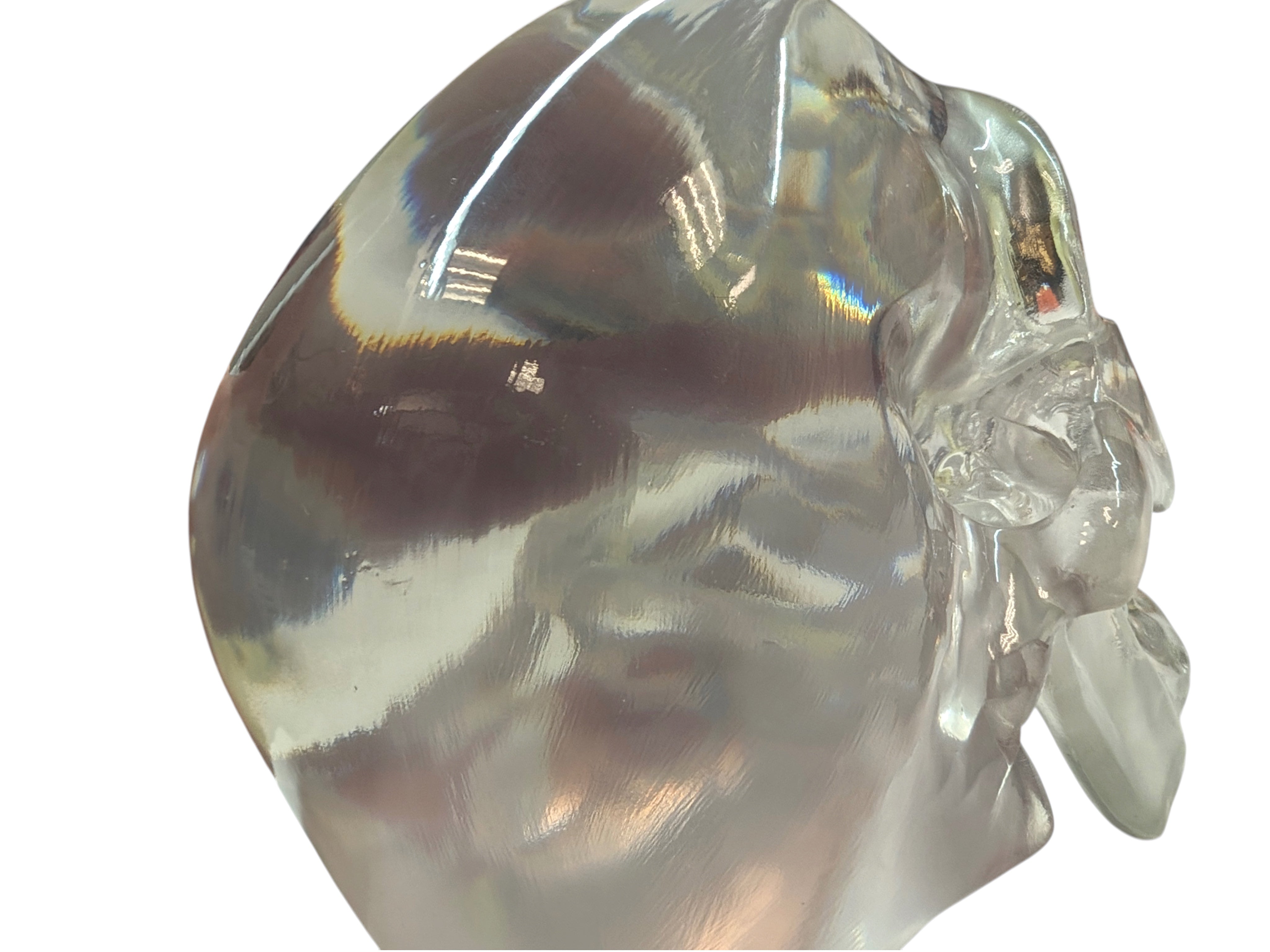 The "Big One" Clear Polished Skull by Maratac® - Limited Edition ( Coming Soon! )